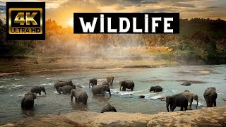 Wild Life Animals 4K - Relaxing Music Along With Beautiful Nature Videos - 4K Video Ultra HD