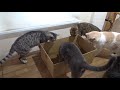 ダンボールベッド【猫カフェ　catroomこるね】