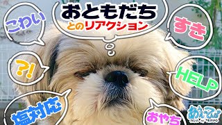 シーズー犬が他のワンコに対するリアクション動画集