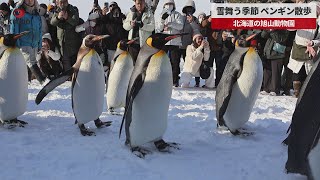 【速報】雪舞う季節、ペンギン散歩 北海道の旭山動物園