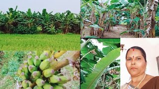 வாழை வளர்ப்பு.. விவசாயம்  #gardening