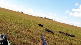 ( 5 javali abatido ). Muito javali correndo no limpo adrenalina foi a mil