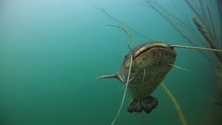 SCUBA DIVING IN VELENJE LAKE