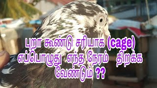 Episode 13th புறா கூண்டு சரியாக (cage) எப்பொழுது  எந்த நேரம்   திறக்க வேண்டும் ??