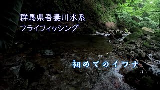 群馬県吾妻川水系、初めてイワナを釣る、ドライフライ、2023年7月中旬  渓流 フライフィッシング