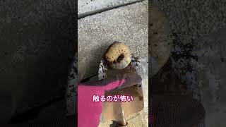 【巨大コガネムシ幼虫】大きすぎて怖い