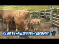 증평 한우농가 소 22마리 폐사…“보툴리즘 추정” kbs 2024.09.16.