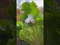 Cute bunny eating cabbage 🥬|| It's me Adan|| subscribe #shorts #Animals