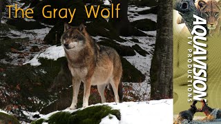 The Gray Timber Wolf | Canis lupus | #wildlife #stockfootage