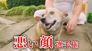 【TikTokで話題】雑種犬コロちゃんの悪い顔選手権【シャンプー編】