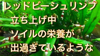 レッドビーシュリンプ　立ち上げ中　ソイルの栄養が出過ぎているような