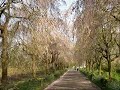 夜久野しだれ桜