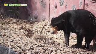 【東山動植物園公式】マー子、春のお散歩《 マレーグマ　クマ 》