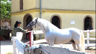 BUNFORD - MESTO GDE ŽIVE NAJLEPŠI KONJI VOJVODINE