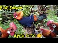 Pikat Ayam Hutan Terbaru | Mikat Ayam Hutan