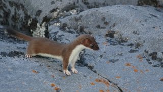 Short-tailed Weasel - Cape Merry, Churchill, MB