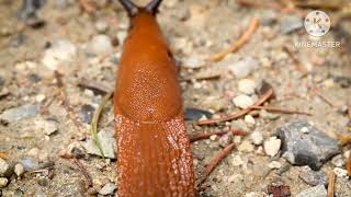 स्लग के बारे में रोचक तथ्य | Facts About Slug