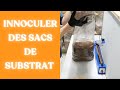 Préparation du substrat de sciure pasteurisé avant incubation