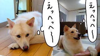 だんだん要領よく（ずる賢く？）なっている後住犬つづら