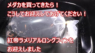 メダカを買ってきたら…こうして水槽にお迎えしてください！紅帝ラメリアルロングフィンを購入しました