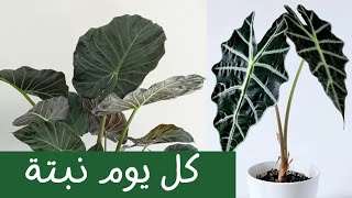 (كل يوم نبتة الحلقة 20 نبات الألوكاسيا (أذن الفيل - One plant a day - Alocasia plant