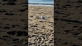 The Beach Guardian: A Seagull’s Watchful Eye Over the Coast!