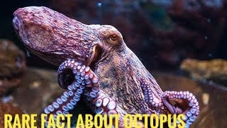 Octopus videos|most beautiful octopus video|octopus|dangerous octopus video|biggest octopus in world