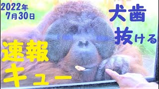 速報・キューさんの下犬歯が抜けてしまいました　オランウータン　多摩動物公園　No93 1　443　14：40～