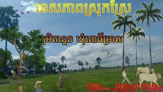 #ជនបទ#ស្រុកស្រែ#វាលស្រែ#ខ្យល់ត្រជាក់  ទេសភាពស្រុកស្រែភូមិតានួន ឃុំពោធិ៍ម្រាល ស្រុកបរសេដ្ឋ កំពង់ស្ពឺ