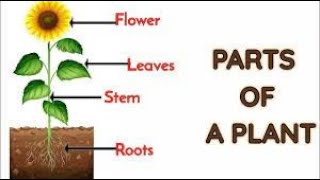 Parts of a plant || Basic Morphology of leaf || Root || Stem || Flower || Fruit