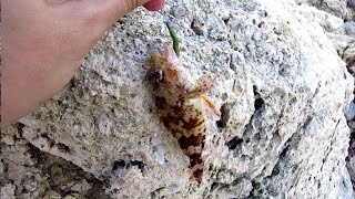 Light Rock Fishing (LRF) for scorpion fish / iskorpit, Izmir - Turkey