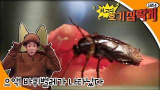 최고다! 호기심딱지 시즌4 - 으악! 바퀴벌레가 나타났다