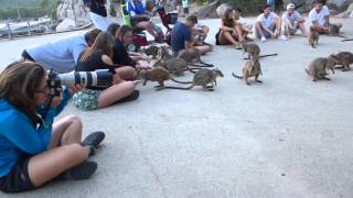 Rock Wallabies   Magnetic Island