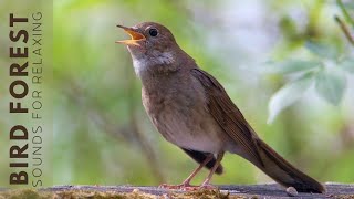 Download Lagu Birds Sounds The song of the Common Nightingale Th... MP3 Gratis