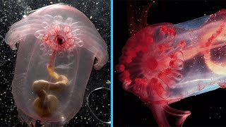 Pink See-Through Fantasia - Animal of the Week