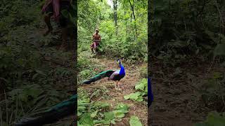 Real Peacock 🦚Catching😱 #jungle #discovery#shortvideos #vfx #animals #vfxind #viral #shorts😱