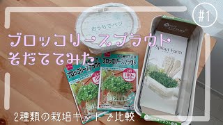 【お野菜の水耕栽培】ブロッコリースプラウトを育ててみた  2種類の栽培キットで比較してみました