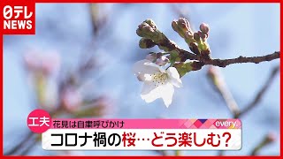 “おひとりBBQ”に“おひとり人力車”…花見シーズン、どう楽しむ？（2021年3月15日放送「news every.」より）