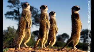 DRONGO TRICKS MEERKATS!