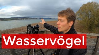 Wasservögel und Zugzeit am Bodensee | Vlog