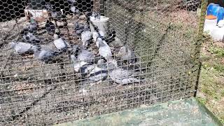 palombe.org  - Le bain des pigeons à la palombière