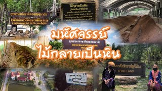 อุทยานแห่งชาติดอยสอยมาลัย-ไม้กลายเป็นหิน