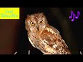 eurasian scops owl sounds otus scops owl hooting birds singing nature sounds