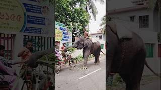 Elephant 01.01.2025 #shorts #youtubeshorts #youtubeviral #elephant #elephantvideo #viral #viralvideo