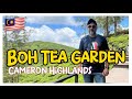 A MUST-SEE TEA GARDEN in CAMERON HIGHLANDS!  🇲🇾