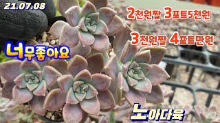 노아다육1탄/2천원짤 3보트5천원 3천원짤 4포트골라1만원/2만이상택배가능010 9884 1044