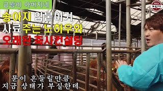 송아지 입붙이기 사료 주는 노하우와 오래된 축사 컨설팅