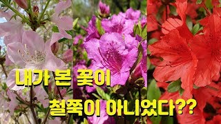 내가 본 꽃이 철쭉이 아니었다??