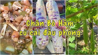 TỔNG HỢP TIKTOK- Hầm 5 kí chân bò mùng 4 tết, nấu chung đậu phộng củ cải ra nước quá xá ngọt #short