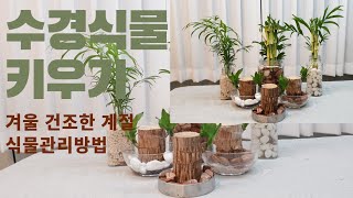 겨울철 키우기쉬운 수경식물 식물추천 / 3,000원의 행복 작은기쁨